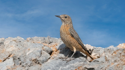 Taşkızılı (Monticola saxatilis) - KKTC / İskele kuş fotoğrafı