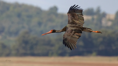 Kara Leylek (Ciconia nigra) - Bilecik / Bozüyük kuş fotoğrafı