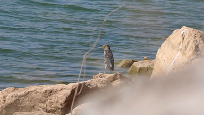 Gece Balıkçılı (Nycticorax nycticorax) - Tokat / Zile kuş fotoğrafı