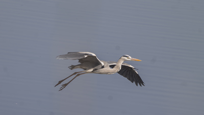 Gri Balıkçıl (Ardea cinerea) - Malatya / Battalgazi kuş fotoğrafı
