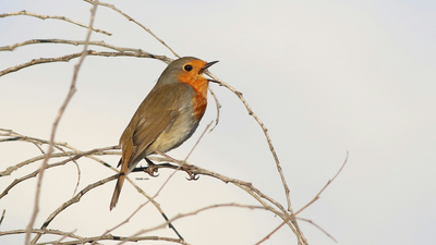 Kızılgerdan (Erithacus rubecula) - Adana / Karataş kuş fotoğrafı