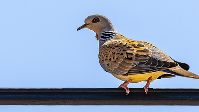Üveyik (Streptopelia turtur) - Isparta / Merkez kuş fotoğrafı