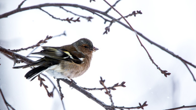 İspinoz (Fringilla coelebs) - Bolu / Merkez kuş fotoğrafı