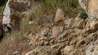 Kerkenez (Falco tinnunculus) - Balıkesir / Karesi kuş fotoğrafı
