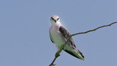 Ak Çaylak (Elanus caeruleus) - Şanlıurfa / Eyyübiye kuş fotoğrafı