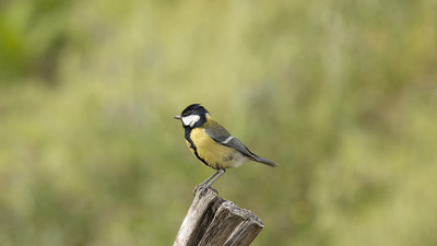 Büyük Baştankara (Parus major) - Tokat / Merkez kuş fotoğrafı