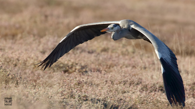 Gri Balıkçıl (Ardea cinerea) - Muğla / Ula kuş fotoğrafı