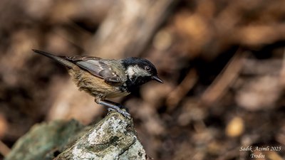 Çam Baştankarası (Periparus ater) - KKTC / Güzelyurt kuş fotoğrafı