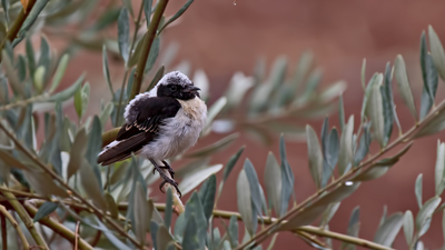 Karakulaklı Kuyrukkakan (Oenanthe melanoleuca) - Kilis / Elbeyli kuş fotoğrafı