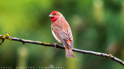 Çütre (Carpodacus erythrinus) - Bilecik / Bozüyük kuş fotoğrafı