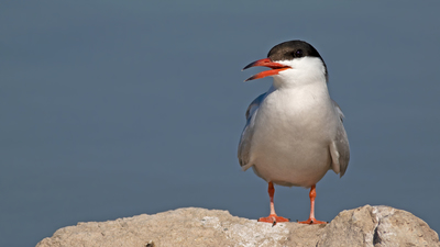 Sumru (Sterna hirundo) - Konya / Kulu kuş fotoğrafı