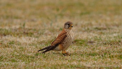 Kerkenez (Falco tinnunculus) - Antalya / Elmalı kuş fotoğrafı
