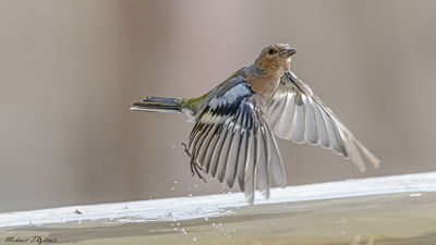 İspinoz kuş fotoğrafı