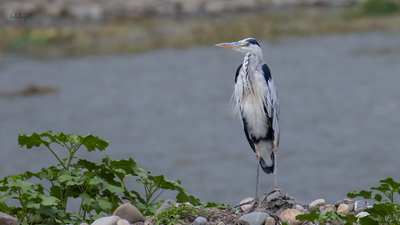 Gri Balıkçıl (Ardea cinerea) - Amasya / Taşova kuş fotoğrafı