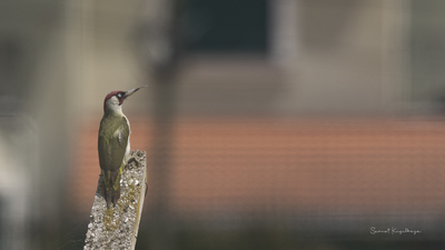 Yeşil Ağaçkakan (Picus viridis) - İstanbul / Beykoz kuş fotoğrafı