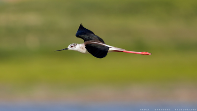 Uzunbacak (Himantopus himantopus) - Eskişehir / Günyüzü kuş fotoğrafı