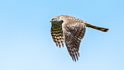 Atmaca (Accipiter nisus) - Diyarbakır / Sur kuş fotoğrafı