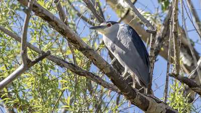 Gece Balıkçılı (Nycticorax nycticorax) - Ankara / Gölbaşı kuş fotoğrafı