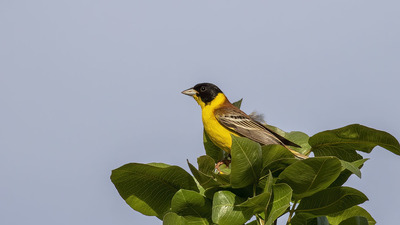 Karabaşlı Çinte (Emberiza melanocephala) - Şanlıurfa / Bozova kuş fotoğrafı