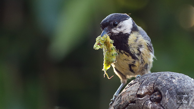 Büyük Baştankara (Parus major) - Ankara / Çamlıdere kuş fotoğrafı