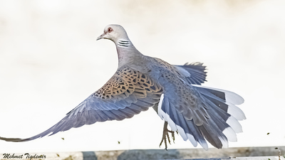 Üveyik (Streptopelia turtur) - Burdur / Merkez kuş fotoğrafı