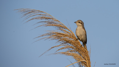Kızılsırtlı Örümcekkuşu (Lanius collurio) - Aydın / Söke kuş fotoğrafı