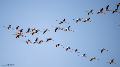 Flamingo (Phoenicopterus roseus) - Ankara / Gölbaşı kuş fotoğrafı