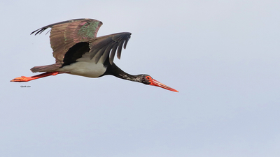Kara Leylek (Ciconia nigra) - Adana / Karataş kuş fotoğrafı