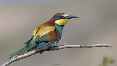 Arıkuşu (Merops apiaster) - Malatya / Battalgazi kuş fotoğrafı