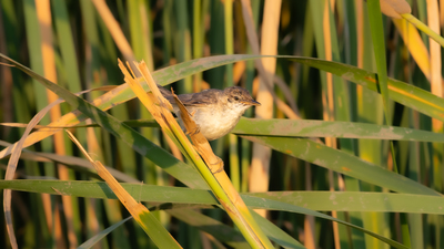 Saz Kamışçını (Acrocephalus scirpaceus) - Edirne / Enez kuş fotoğrafı