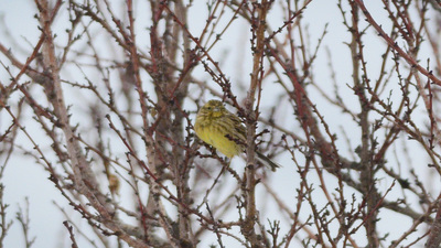 Sarı Çinte (Emberiza citrinella) - Ankara / Gölbaşı kuş fotoğrafı