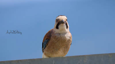 Alakarga (Garrulus glandarius) - İzmir / Kemalpaşa kuş fotoğrafı
