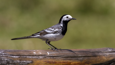 Ak Kuyruksallayan (Motacilla alba) - Bolu / Dörtdivan kuş fotoğrafı