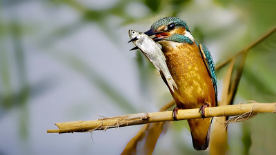 Yalıçapkını (Alcedo atthis) - Bursa / Nilüfer kuş fotoğrafı