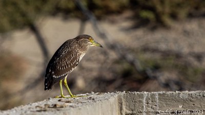 Gece Balıkçılı (Nycticorax nycticorax) - KKTC / Lefkoşa kuş fotoğrafı