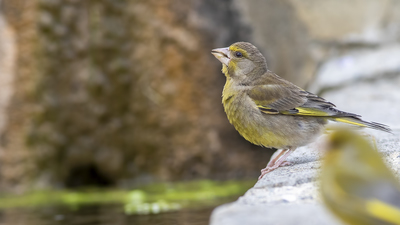 Florya (Chloris chloris) - Tokat / Merkez kuş fotoğrafı