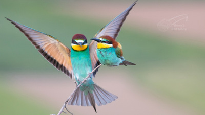 Arıkuşu (Merops apiaster) - Konya / Beyşehir kuş fotoğrafı