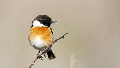 Taşkuşu (Saxicola rubicola) - Ankara / Ayaş kuş fotoğrafı