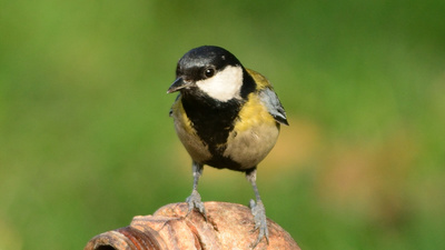 Büyük Baştankara (Parus major) - İzmir / Konak kuş fotoğrafı