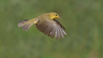 Söğütbülbülü (Phylloscopus trochilus) - Bilecik / Bozüyük kuş fotoğrafı
