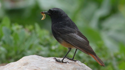 Kara Kızılkuyruk (Phoenicurus ochruros) - Ankara / Gölbaşı kuş fotoğrafı