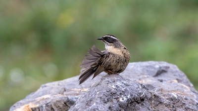 Sürmeli Dağbülbülü (Prunella ocularis) - Kayseri / Yahyalı kuş fotoğrafı