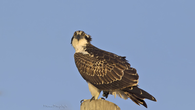 Balık Kartalı (Pandion haliaetus) - Mersin / Silifke kuş fotoğrafı