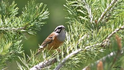 Kaya Çintesi (Emberiza cia) - Kastamonu / İnebolu kuş fotoğrafı