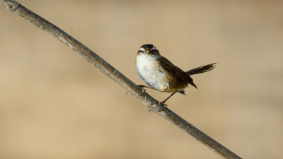 Bıyıklı Kamışçın (Acrocephalus melanopogon) - Ankara / Gölbaşı kuş fotoğrafı
