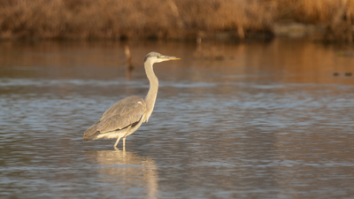 Gri Balıkçıl (Ardea cinerea) - İzmir / Çeşme kuş fotoğrafı