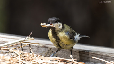 Büyük Baştankara (Parus major) - Ankara / Ayaş kuş fotoğrafı