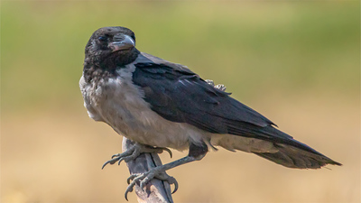 Leş Kargası (Corvus cornix) - Isparta / Senirkent kuş fotoğrafı
