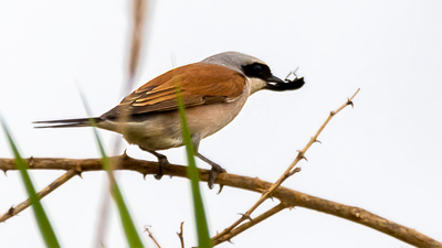 Kızılsırtlı Örümcekkuşu (Lanius collurio) - Antalya / Konyaaltı kuş fotoğrafı