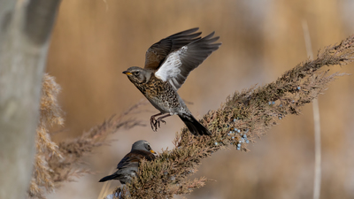 Tarla Ardıcı (Turdus pilaris) - Ankara / Gölbaşı kuş fotoğrafı